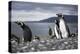 A magellanic penguin on Martillo Island, Tierra del Fuego, Argentina, South America-Nando Machado-Premier Image Canvas