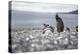 A magellanic penguin on Martillo Island, Tierra del Fuego, Argentina, South America-Nando Machado-Premier Image Canvas