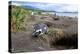 A magellanic penguin on Martillo Island, Tierra del Fuego, Argentina, South America-Nando Machado-Premier Image Canvas