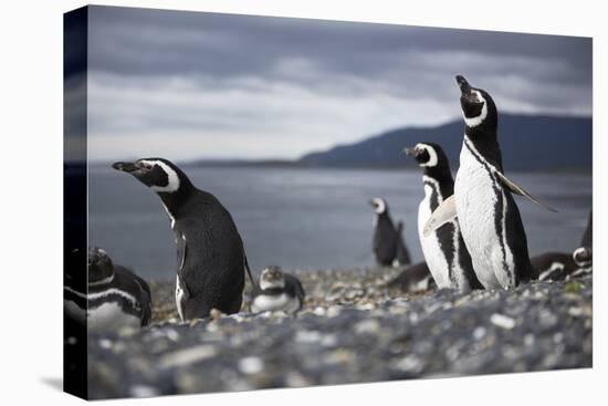 A Magellanic penguin shaking water off its feathers after a swim, Martillo Island, Argentina, South-Fernando Carniel Machado-Premier Image Canvas