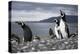 A Magellanic penguin shaking water off its feathers after a swim, Martillo Island, Argentina, South-Fernando Carniel Machado-Premier Image Canvas