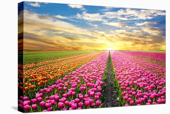 A Magical Landscape with Sunrise over Tulip Field in the Netherlands-Andrij Vatsyk-Premier Image Canvas