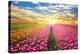 A Magical Landscape with Sunrise over Tulip Field in the Netherlands-Andrij Vatsyk-Premier Image Canvas