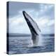 A Magnificent Humpback Whale in an Upright Position with Splashes Jumped to the Surface Close-Up-Vladimir Turkenich-Premier Image Canvas