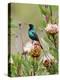 A Malachite Sunbird on a Protea Flower at 9,750 Feet on the Moorlands of Mount Kenya-Nigel Pavitt-Premier Image Canvas