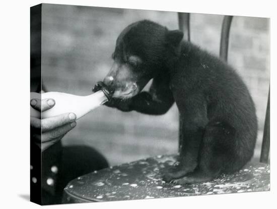 A Malay or Sun Bear Cub Sitting on a Chair While Being Bottle Fed by its Keeper at London Zoo, 1920-Frederick William Bond-Premier Image Canvas