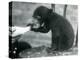 A Malay or Sun Bear Cub Sitting on a Chair While Being Bottle Fed by its Keeper at London Zoo, 1920-Frederick William Bond-Premier Image Canvas