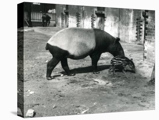 A Malayan Tapir with its 4 Day Old Baby at London Zoo, July 1921-Frederick William Bond-Premier Image Canvas