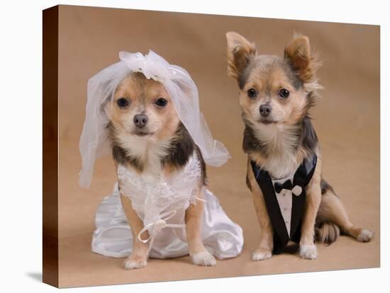 A Male And A Female Chihuahua Dressed As A Bride And Groom, Isolated-vitalytitov-Premier Image Canvas