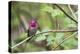 A male Anna's Hummingbird-Ken Archer-Premier Image Canvas