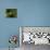 A Male Blue-Naped Chlorophonia (Chlorophonia Cyanea) in Brazil's Atlantic Rainforest-Neil Losin-Premier Image Canvas displayed on a wall