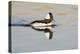 A Male Bufflehead Swims in a Southern California Coastal Wetland-Neil Losin-Premier Image Canvas