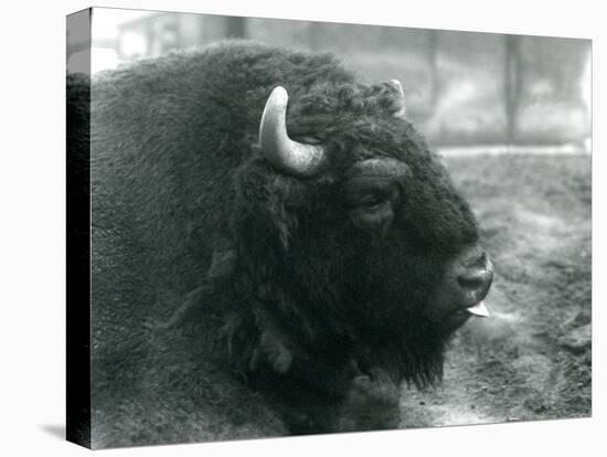 A Male/Bull European Bison, London Zoo, February 1928 (B/W Photo)-Frederick William Bond-Premier Image Canvas