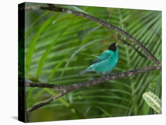 A Male Green Honeycreeper, Chlorophanes Spiza, Perching in a Tree in Ubatuba-Alex Saberi-Premier Image Canvas