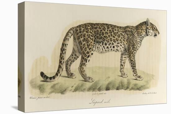 A Male Leopard-null-Premier Image Canvas