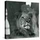 A Male Lion at London Zoo in 1929 (B/W Photo)-Frederick William Bond-Premier Image Canvas