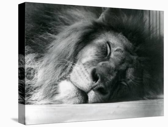 A Male Lion Sleeping in His Enclosure at London Zoo in 1924 (B/W Photo)-Frederick William Bond-Premier Image Canvas