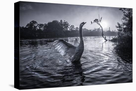 A Male Mute Swan in a Pond Stretches His Wings in Ibirapuera Park-Alex Saberi-Premier Image Canvas