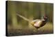 A Male Pheasant-Duncan Shaw-Premier Image Canvas