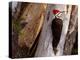 A Male Pileated Woodpecker Looks Around Before Boring into the Trunk of a Dead Pine-null-Premier Image Canvas