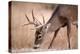 A Male Whitetail Deer Grazes in a Meadow of Dry Grass in the Fall-John Alves-Premier Image Canvas