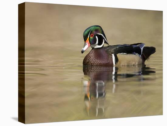 A Male Wood Duck (Aix Sponsa) on a Small Pond in Southern California.-Neil Losin-Premier Image Canvas