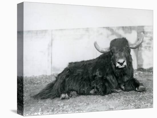 A Male Yak Lying in His Enclosure at London Zoo in 1928 (B/W Photo)-Frederick William Bond-Premier Image Canvas
