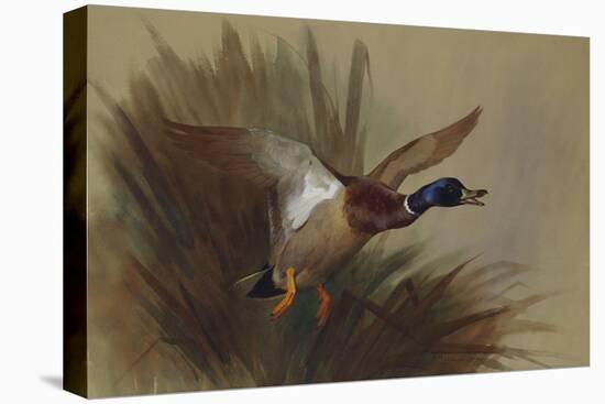 A Mallard Rising from Reeds-Archibald Thorburn-Premier Image Canvas