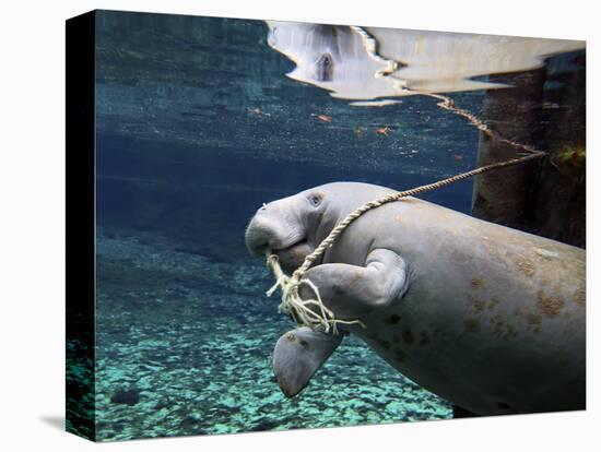 A Manatee Chews on a Dock Rope in Fanning Springs State Park, Florida-Stocktrek Images-Premier Image Canvas