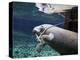A Manatee Chews on a Dock Rope in Fanning Springs State Park, Florida-Stocktrek Images-Premier Image Canvas