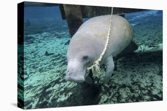 A Manatee Gnawing on the Dock Line at Fanning Springs State Park, Florida-Stocktrek Images-Premier Image Canvas