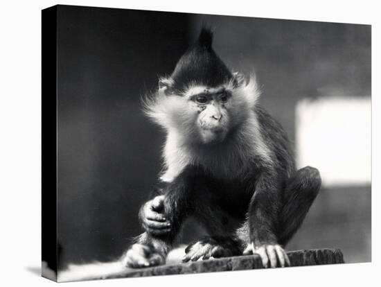 A Mangabey Monkey, Freckles, at ZSL London Zoo, from July 1925-Frederick William Bond-Premier Image Canvas