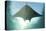 A Manta Ray Swims into the Sun in the Tropical Pacific Ocean-Stocktrek Images-Premier Image Canvas