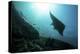A Manta Ray Swims Through a Current-Swept Channel in Indonesia-Stocktrek Images-Premier Image Canvas