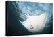 A Manta Ray Swims Through Shallow Water in the Tropical Pacific Ocean-Stocktrek Images-Premier Image Canvas