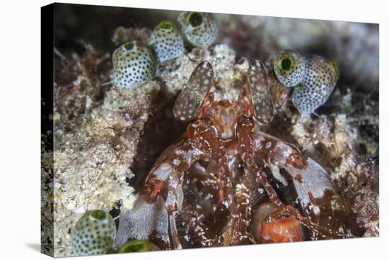 A Mantis Shrimp Peers Out of its Lair on a Reef in Indonesia-Stocktrek Images-Premier Image Canvas