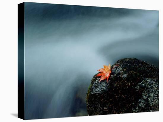 A Maple Leaf on a Rock Beside Stream, Okutama, Tokyo-null-Premier Image Canvas