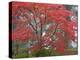 A Maple Tree at the Portland Japanese Garden, Oregon, USA-William Sutton-Premier Image Canvas