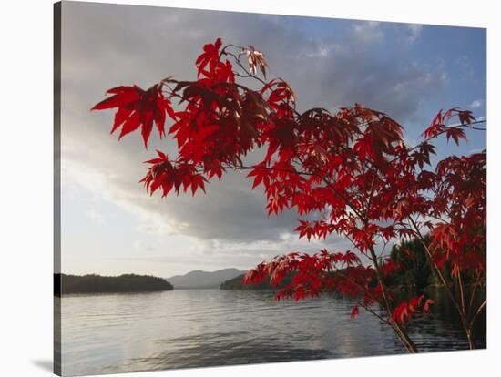 A Maple Tree in Fall Foliage Frames a View of Barnard Harbour-Richard Nowitz-Stretched Canvas