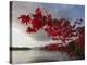 A Maple Tree in Fall Foliage Frames a View of Barnard Harbour-Richard Nowitz-Stretched Canvas