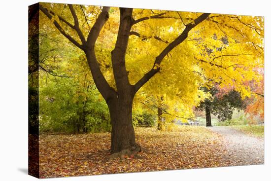 A Maple Tree in Full Colour in Arnold Arboretum, Boston, Usa-null-Premier Image Canvas