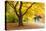 A Maple Tree in Full Colour in Arnold Arboretum, Boston, Usa-null-Premier Image Canvas