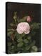 A Maria Larpin Rose-Otto Didrik Ottesen-Premier Image Canvas