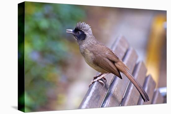 A Masked Laughing Thrush in Kowloon Park, Hong Kong-Richard Wright-Premier Image Canvas