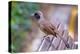 A Masked Laughing Thrush in Kowloon Park, Hong Kong-Richard Wright-Premier Image Canvas