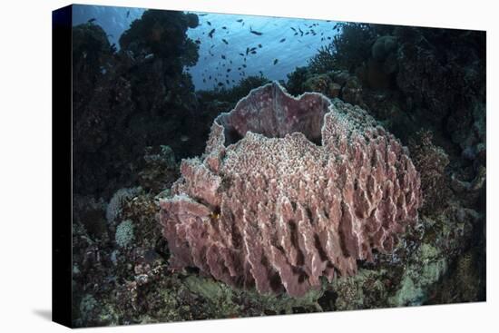 A Massive Barrel Sponge Grows N the Solomon Islands-Stocktrek Images-Premier Image Canvas