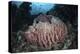 A Massive Barrel Sponge Grows N the Solomon Islands-Stocktrek Images-Premier Image Canvas