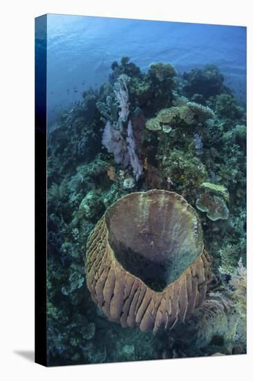 A Massive Barrel Sponge Grows on a Reef Near Alor, Indonesia-Stocktrek Images-Premier Image Canvas