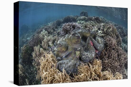 A Massive Giant Clam Grows in Raja Ampat, Indonesia-Stocktrek Images-Premier Image Canvas