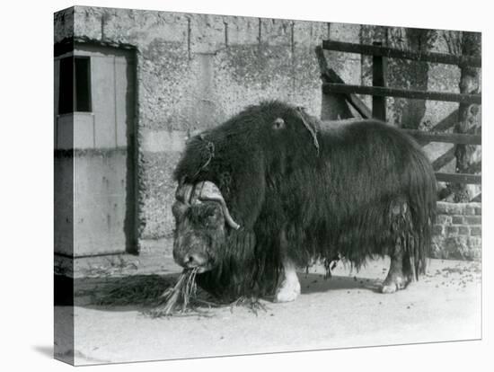 A Mature Bull Muskox, also Spelled Musk Ox and Musk-Ox Standing, Eating in His Paddock at London Zo-Frederick William Bond-Premier Image Canvas